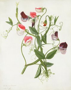 Lathyrus Odoratus (wc a kvaš přes tužku na pergamenu)